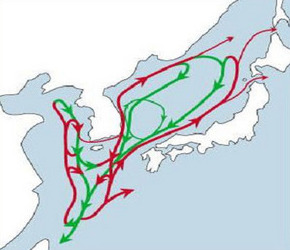 밍크고래의 회유 경로.