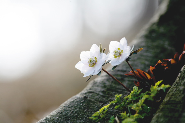 윤도영, 변산바람꽃, 경기 풍도. 윤도영, 변산바람꽃, 경기 풍도.
