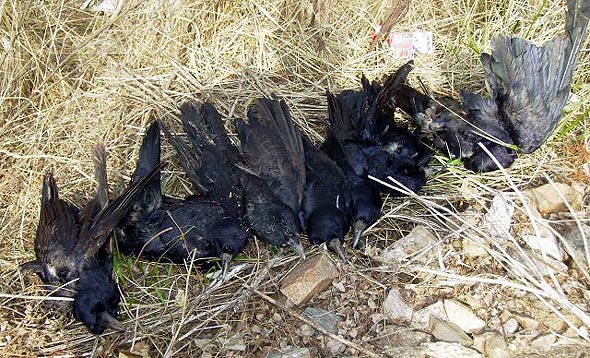 전북 김제와 정읍에서 발생한 조류 인플루엔자(AI)의 전국적 확산이 우려되는 가운데 8일 인천 서구 가정동의 한 도로 변에서 까마귀 7마리가 죽은 채 발견돼 AI 감염 여부에 관심이 모아지고 있다. 인천/연합뉴스