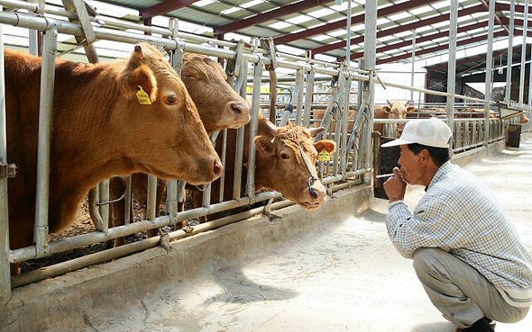 한우농가 ‘한숨만‘= 한미 쇠고기 협상이 타결됐다는 소식이 전해진 18일 경북 경주 건천읍의 한 농민이 걱정스레 키우고 있는 소들을 바라보고 있다. 경주/연합뉴스