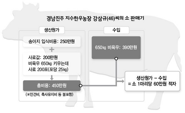 경남진주 지수한우농장 강삼규(46)씨의 소 판매기