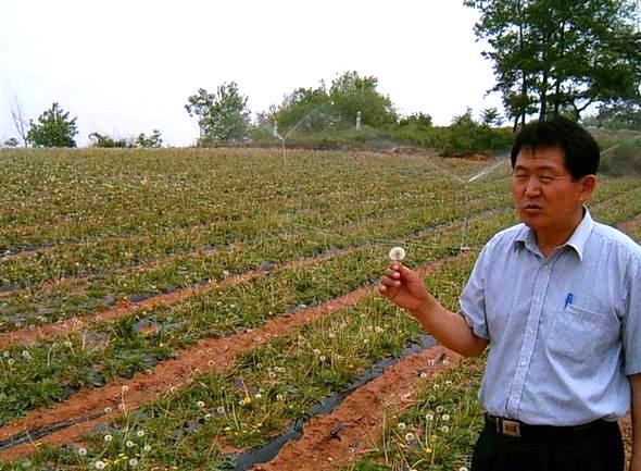 충북 청원군 농업기술센터 관계자가 12일 북이면 용계리의 민들레밭에서 민들레의 효능과 향후 재배 계획 등을 설명하고 있다. 연합뉴스 제공 충북 청원군 농업기술센터 관계자가 12일 북이면 용계리의 민들레밭에서 민들레의 효능과 향후 재배 계획 등을 설명하고 있다. 연합뉴스 제공
