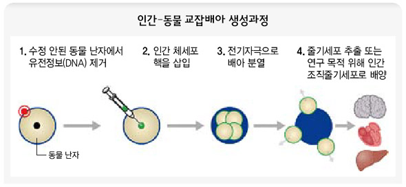 인간-동물 교잡배아 생성과정 