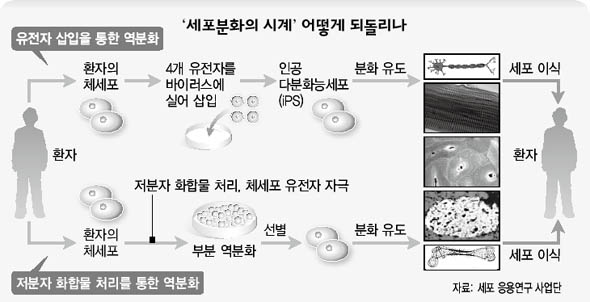 ‘세포분화의 시계’ 어떻게 되돌리나