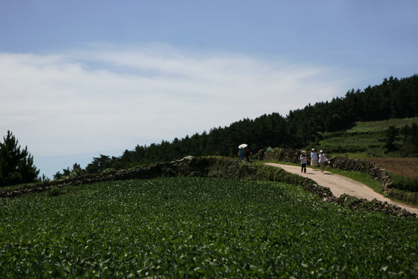 청산도 서편제 언덕을 걷는 동안 저절로 영화배우가 된다. 넓게 펼쳐진 초록의 잎들은 푸른 바다가 육지로 올라온  듯하다.