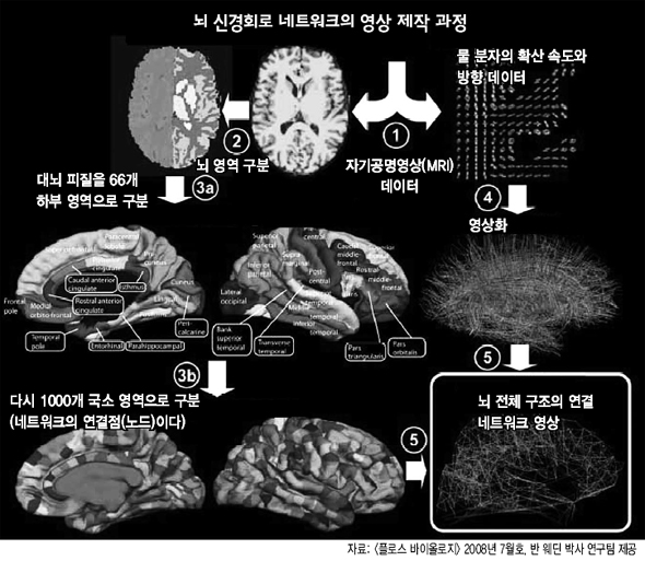 뇌 신경회로 네트워크의 영상 제작 과정