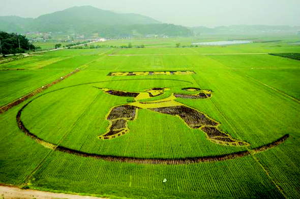 충북 괴산군 감물면 이담리 논에 새겨진 대형 상모 그림. 괴산군 농업기술센터 제공.
