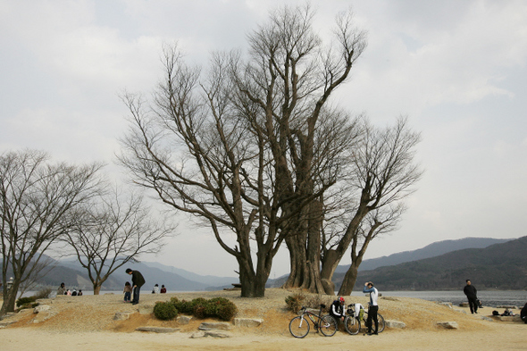 중앙선 전철 양수역에서 도보로 20여분 거리에 있는 두물머리 느티나무. 400살 거목이다.  