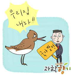 천하무적 큰뒷부리도요새 