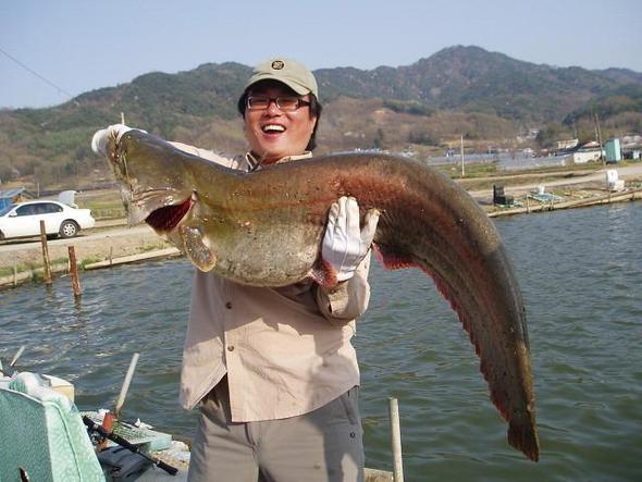  전문 낚시인 김기동(37·횡성군)씨가 최근 횡성읍 청용리 청용저수지에서 132㎝짜리 초대형 메기를 낚았다. 횡성/연합뉴스