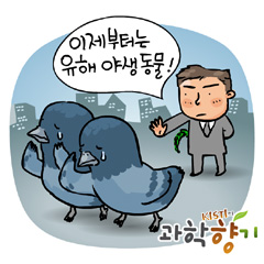 평화의 상징 비둘기는 서럽다