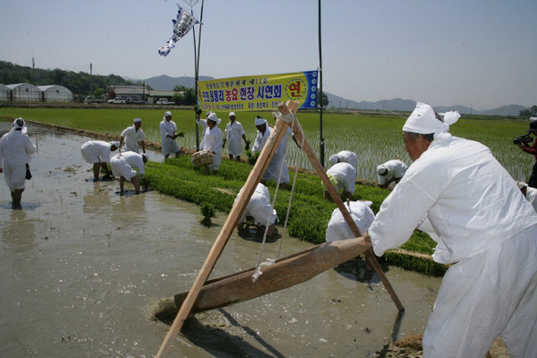 충북 진천군 덕산면 농민으로 이뤄진 진천 용몽리 농요 보존회원들이 지난 1일 진천군 덕산면의 한 논에서 농요 시연을 하고 있다. 진천군청 제공.