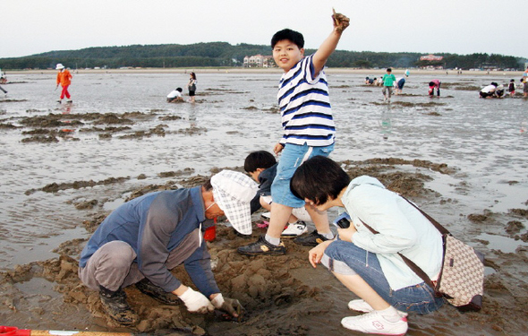 대전~당진 고속도로 개통으로 서해안 바닷가가 가까워지자 태안군 남면 몽산포해수욕장 인근 별주부마을의 맛조개 캐기 갯벌체험에 하루 평균 500명이 찾아올 정도로 도시민이 넘치고 있다.  태안군 제공
 