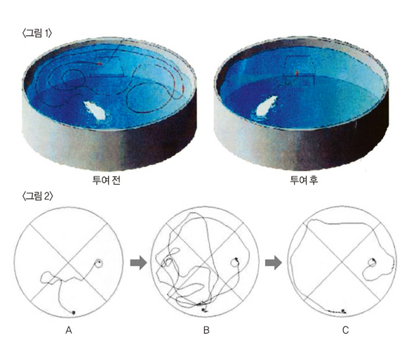 대구한의대 장정희 교수팀은 물 미로 실험(water maze test)을 통해 밀 추출물이 알츠하이머병에 효능이 있음을 밝혔다(그림 1). <그림 2>는 물 미로 실험에 참여한 쥐의 궤적이다. 베타아밀로이드 투여로 알츠하이머병과 유사한 증상을 보이던 쥐들(B)이 밀 추출물을 투여하자 거의 정상군과 같은 반응(C)을 나타냈다. 장정희 교수팀 제공