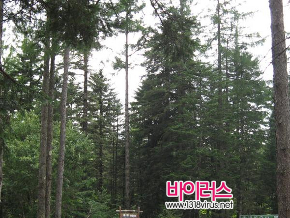 백두산 등반에서 우리를 반갑게 맞이한 아름드리 나무들  ⓒ 인터넷뉴스 바이러스