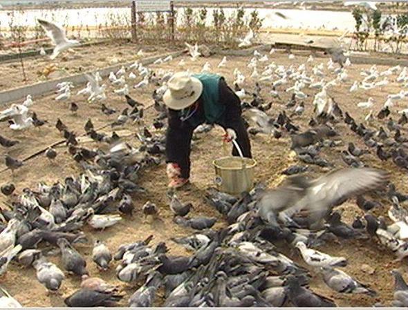 <환경스페셜> ‘도시 비둘기, 공존을 꿈꾸다’