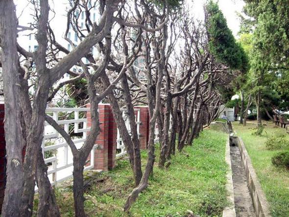 충남도청의 명물 ‘향나무 담장’
