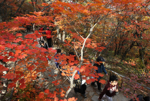 이번 주말부터 살악산을 시작으로 전국 주요 국립공원의 단풍이 절정을 이를 전망이다. 16일 오후 강원도 속초 설악산국립공원 권금산성이 많은 관광객들이 찾아와 울긋불긋 불타는 산을 둘러보고 있다. 속초/이종근 기자 root2@hani.co.kr