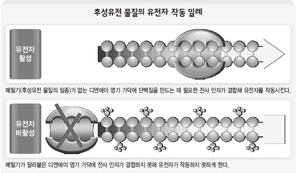 후성유전 물질의 유전자 작동 일례