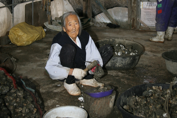  태안군 소원면 의항리의 이씨 할머니(89)가 2일 오후 마을 한편에 있는 비닐집에서 굴을 까고 있다. 할머니는 일하는 틈틈이 바다를 바라보며 한숨을 짓기도 했다.