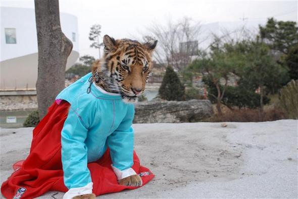 한복 호랑이 ‘세배 받으세요’ 29일 오전 경기도 고양시 덕양구 관산동 테마동물원 ‘주주’(Zoo Zoo)에서 자라고 있는 10개월 된 암컷 벵골 호랑이 ‘호란이’가 한복을 차려입고 관람객에게 세배하고 있다. 동물원 쪽은 “호란이는 몸무게 60㎏에 꼬리를 뺀 몸길이는 1ｍ인데, 매우 성격이 온순해 2010년 호랑이 해를 맞아 관람객들이 호란이를 쓰다듬으며 함께 사진을 찍을 수 있도록 했다”고 밝혔다. 사진 촬영은 내년 1월1일부터 2월 말까지 가능하다.  
 김기성 기자 <A href="mailto:player009@hani.co.kr">player009@hani.co.kr</A>, 사진 주주 제공