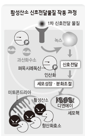 미운털 활성산소, 남모르는 ‘선행’
