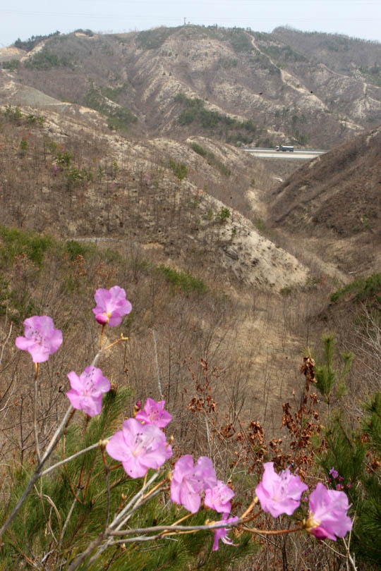  2000년 4월7일 동해안 지역에 난 큰 산불로 여의도 면적의 78배에 이르는 2만3794㏊가 불탄 지 10년이 됐다. 당시 화마가 휩쓸고 간 강릉시 사천면 노동리 일대 산불피해지역에 6일 오전 진달래가 붉게 피었지만 나무들은 제대로 자라지 못해 민둥산의 모습으로 봄을 맞고 있다. 강릉/강재훈 선임기자 khan@hani.co.kr