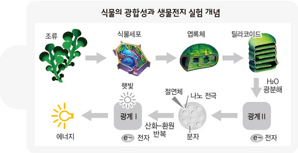 식물의 광합성과 생물전지 실험 개념