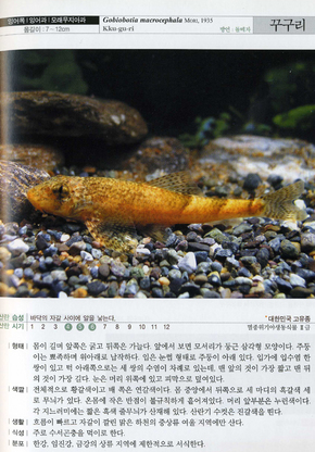 꾸구리 사진. 출처=노세윤 <특징으로 보는 한반도 민물고기>