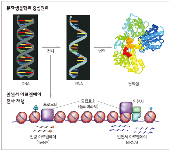 분자생물학의 중심원리
