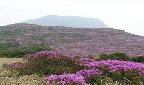 한라산 윗세오름 철쭉