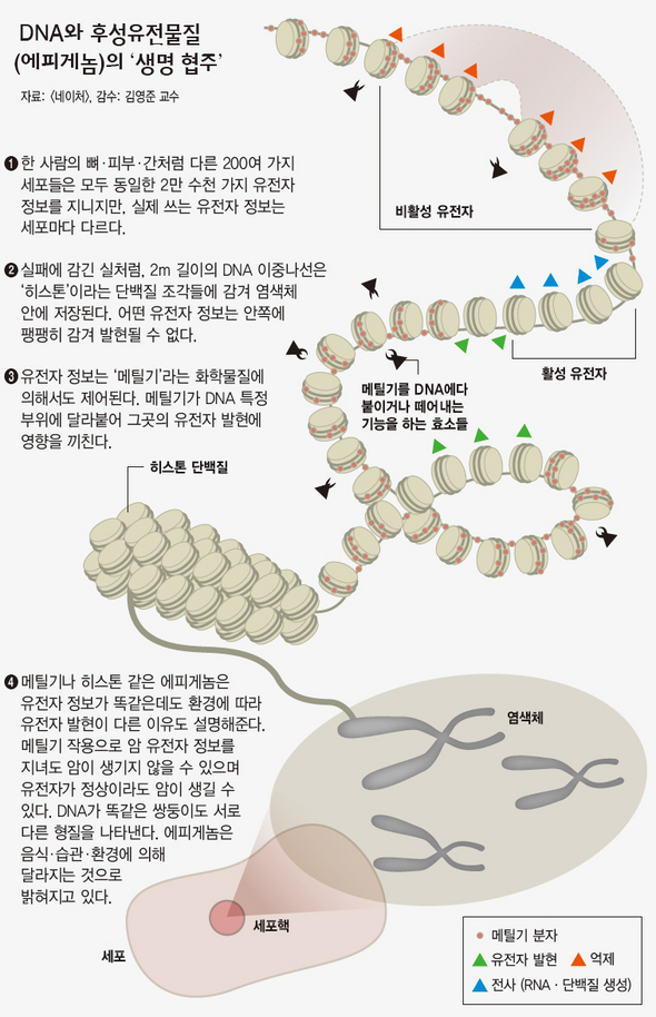 DNA와 후성유전물질(에피게놈)의 ‘생명 협주’