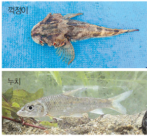 위부터 꺽정이, 누치.