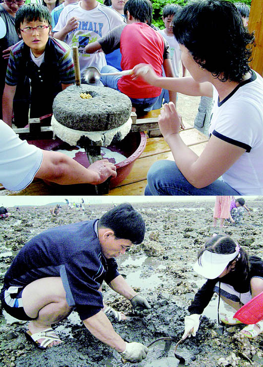 농산어촌 체험마을에선 맷돌로 콩을 갈아 두부를 만들거나 갯벌에서 조개를 직접 캐 볼 수 있다. 