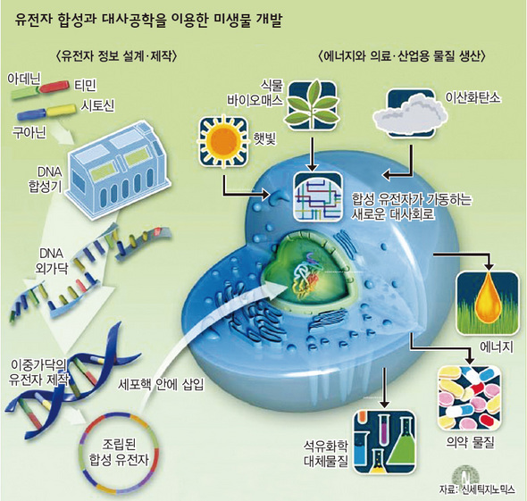 유전자 합성과 대사공학을 이용한 미생물 개발