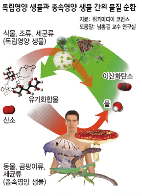 독립영양 생물과 종속영양 생물 간의 물질 순환