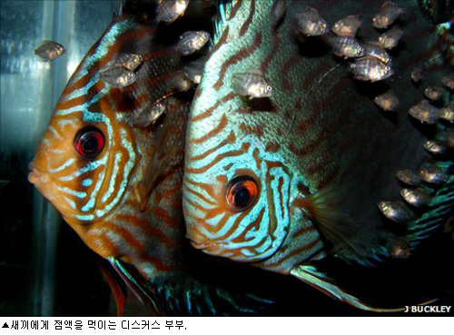 새끼에게 점액을 먹이는 디스커스 부부.
