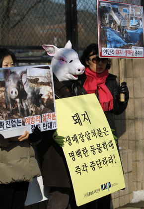 동물보호단체 ‘카라’ 대표인 영화감독 임순례(돼지 가면을 쓴 이)씨와 회원들이 31일 오전 경기 정부과천청사 앞에서, 구제역 확진 없는 예방 차원의 살처분을 중단할 것을 촉구하고 있다. 과천/이종근 기자 root2@hani.co.kr