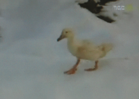 마을을 활보하고 있는 살처분 대상 오리. 광주 문화방송 화면 갈무리