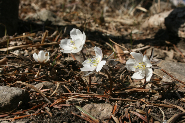 변산바람꽃