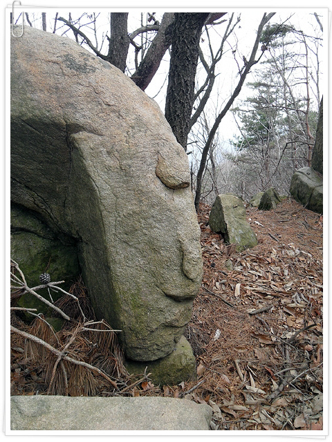 지난 일요일 충남 서산 팔봉산에 올랐습니다. 산 정상부는 거의 암릉으로 이루어진 나지막한 산입니다. 바위 사이를 이리저리 비켜가며 오르는 재미가 쏠쏠합니다. 슬그머니 고개 내민 동물 가족들의 산중 나들이를 담아왔습니다. 곰, 공룡, 코끼리 등 팔봉산의 바위엔 여러 동물이 있습니다. 지금 이 녀석은 긴 목 늘어뜨린 기린 혹은 하루방입니다.  
 이용호/경남 사천시 향촌동 