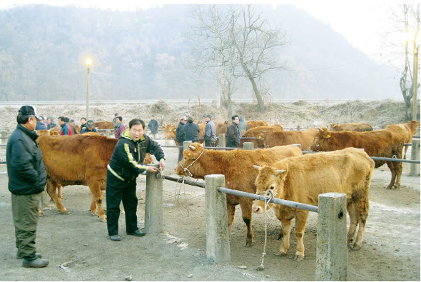 구제역 발생전인 지난해 11월19일 새벽 충북 음성 감곡 가축시장이 소와 상인들로 북적이고 있다. 그러나 구제역 쓰나미가 지나간 지난 9일 새벽 넉달여만에 가축시장이 다시 열렸지만 한마리도 거래되지 않았다.
　 음성/오윤주 기자
