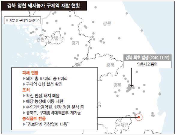 경북 영천 돼지농가 구제역 재발 현황