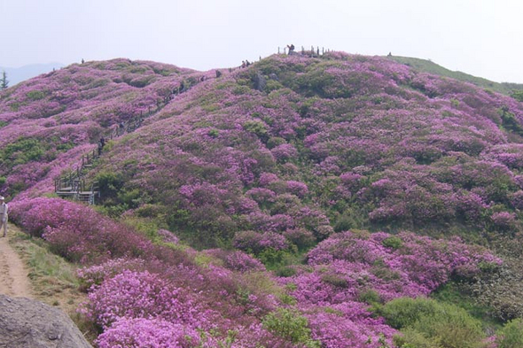 바래봉 능선의 산철쭉 군락. 지리산국립공원북부사무소 제공.