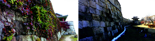 &raquo; 경기도 수원 화성을 관리하는 화성사업소는 2009년부터 성곽에 자라는 담쟁이를 제거하고 있다. 제거 전에는 짙푸른 담쟁이의 정취가 있다면, 제거 뒤에는 성벽의 단단함과 웅장함이 느껴진다.