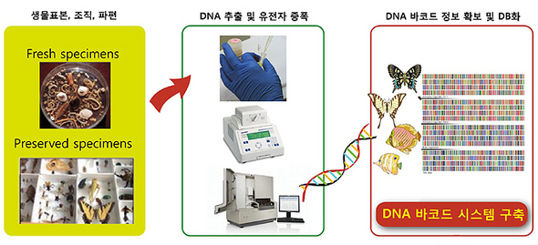 DNA 바코드 분석 과정. 사진 출처 : 국립생물자원관