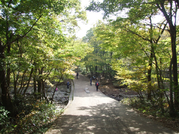 제주 사려니숲길