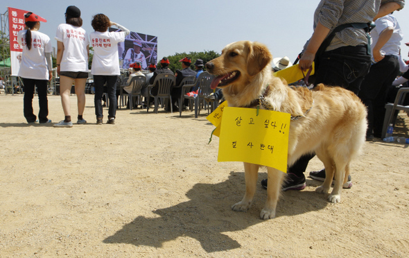 대한수의사회와 동물보호시민단체 카라, 동물자유연대 등 ‘반려동물 진료비 부가세 반대 연대모임’이 21일 오후 경기도 정부과천청사 앞에서 연 ‘동물진료비 부가세 반대 시민문화제’에 한 참석자가 데려온 개의 목에 구호가 적힌 종이가 걸려 있다. 연대모임은 “반려동물 사육 세대의 36%가 월소득 200만원 이하의 저소득층”이라며 “서민 경제에 부담만 늘어날 것”이라고 주장했다. 과천/김정효 기자 hyopd@hani.co.kr