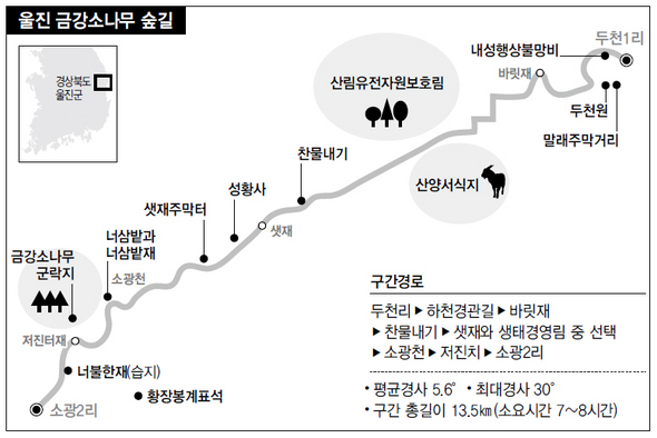울진 금강소나무 숲길