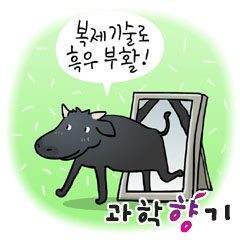 제주 흑우, 복제기술로 살아나다!
